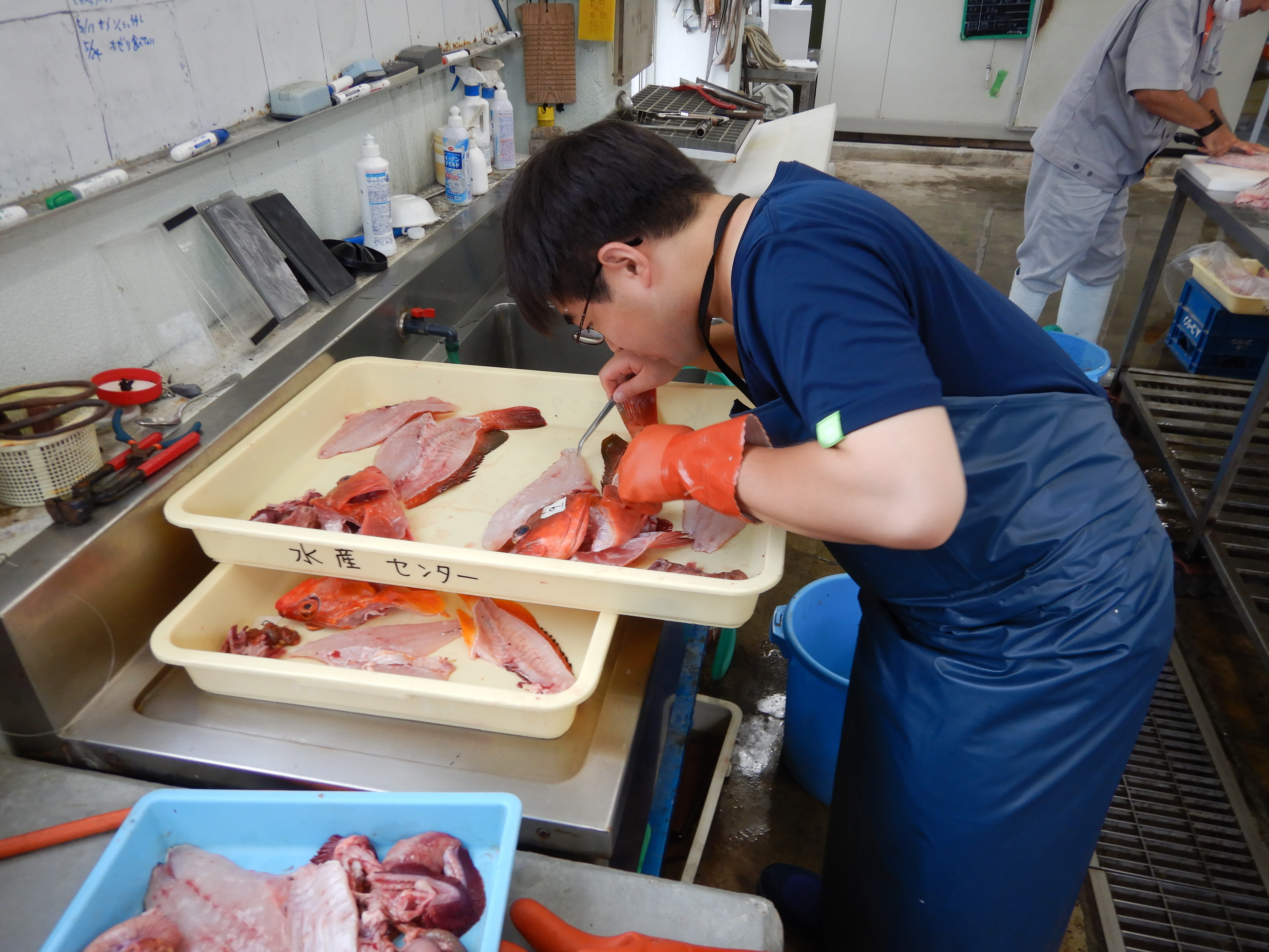研究員による調査の様子.JPG