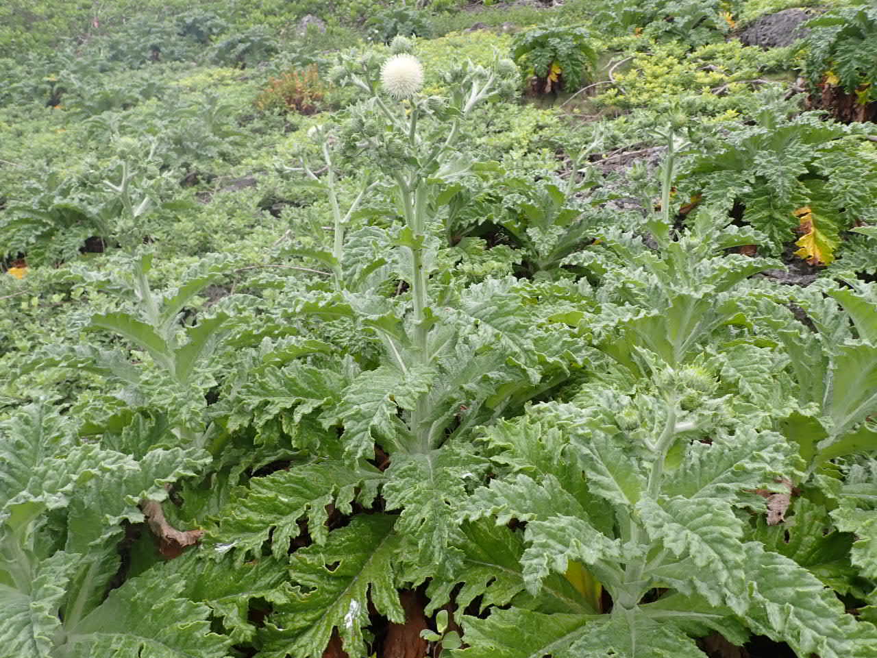 64_p12.JPG
