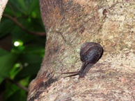 写真：カタマイマイの仲間