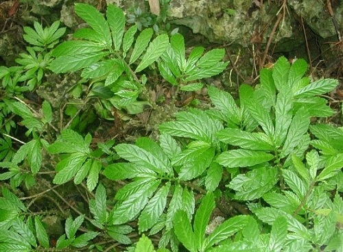 20_p11.jpg