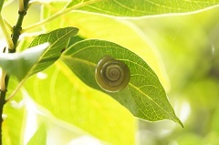 コハクアナカタマイマイ.JPG