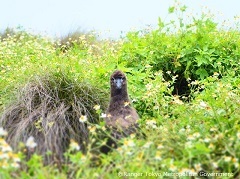 クロアシアホウドリの雛.jpg