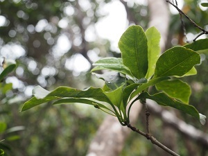 都レンジャーニュース_人知れず消えていく植物たち1.JPG
