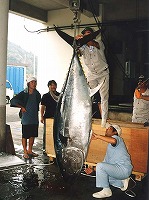 写真：マグロ類