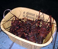 写真：イセエビ類
