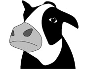 cow.jpg