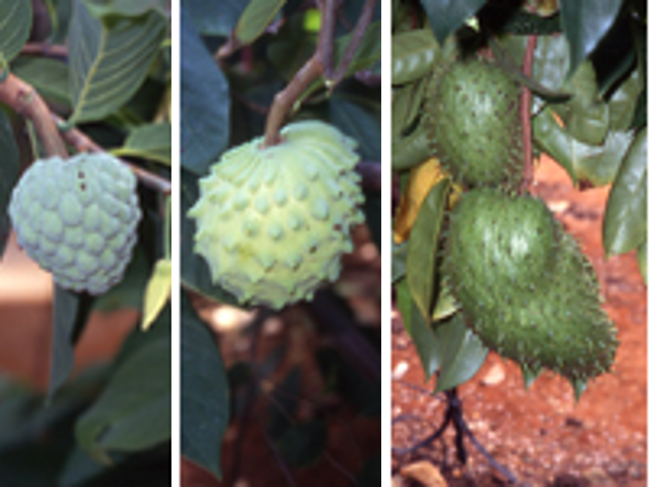 バンレイシ科の果樹の実