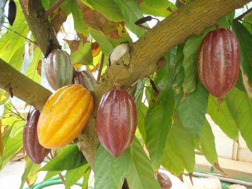 カカオの実