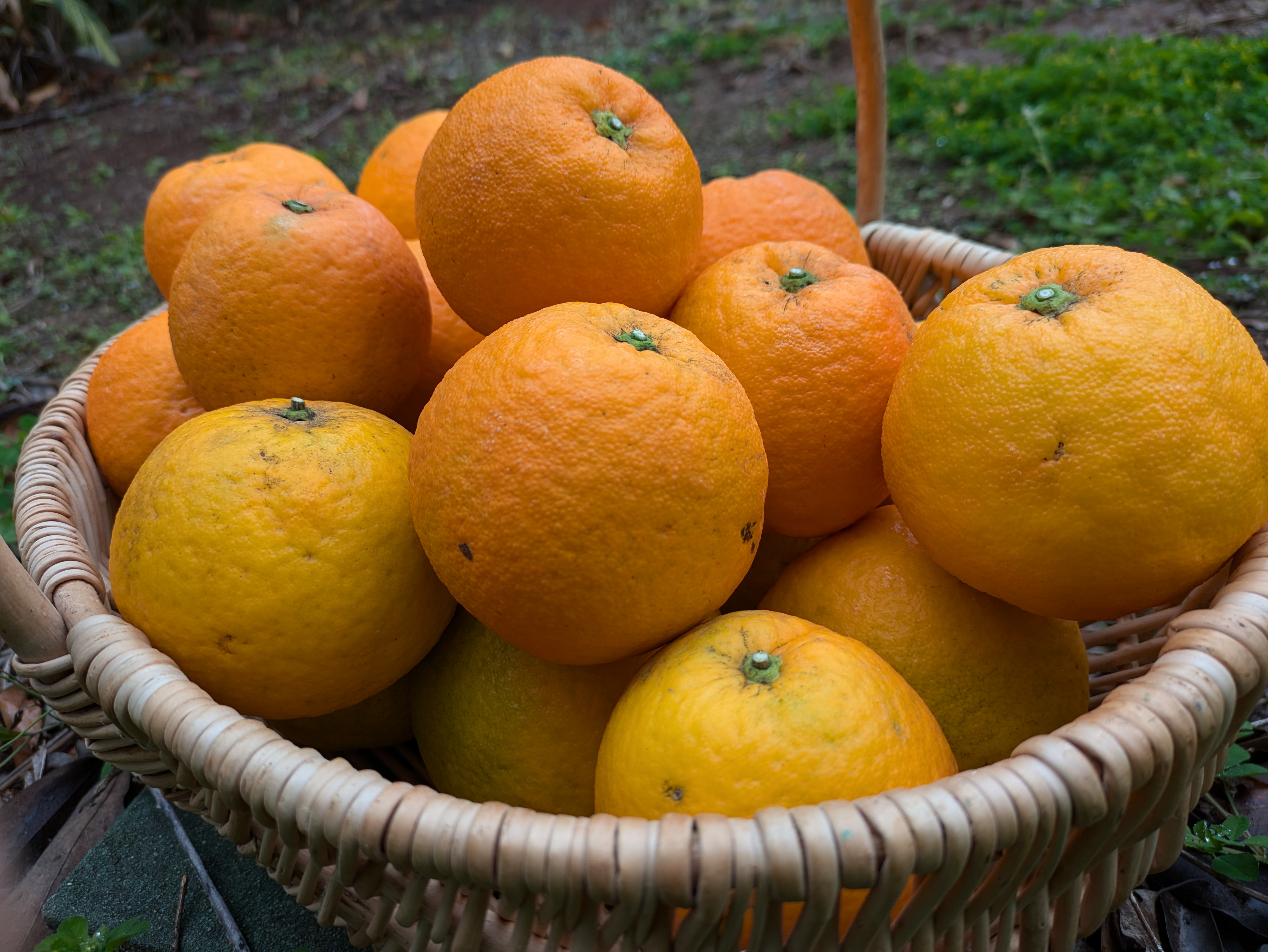 小笠原オレンジの実